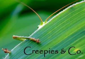 Creepies and Co